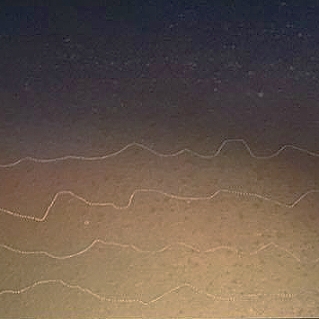 Janet Golder Kngwarreye